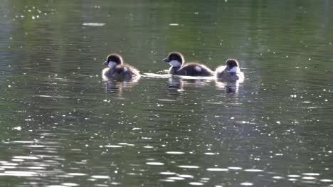close-view-of-goldeneye-ducklings-at-grand-teton-park