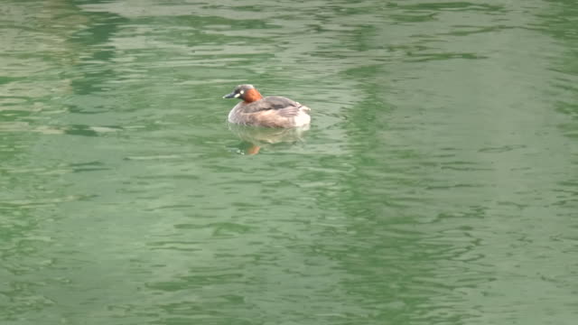 little-grebe-swims-on-the-moat-in-kyoto