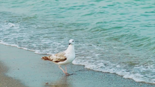 blanca-Gaviota-es-caminando-por-la-orilla-del-mar-y-de-agua-potable-en-el-fondo-de-las-olas-del-mar.