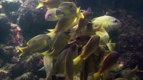 Escuela-de-pez-amarillo-se-mueven-juntos-en-el-mar