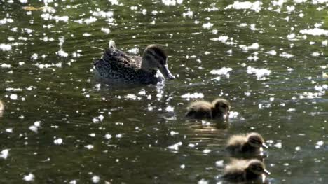 Clip-de-seguimiento-4K-p-60-de-una-familia-de-patos-en-un-estanque-en-el-Parque-grand-teton