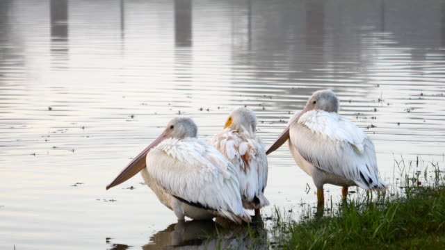 Pelikane-ruht-während-der-südlichen-Migration-für-den-Winter.