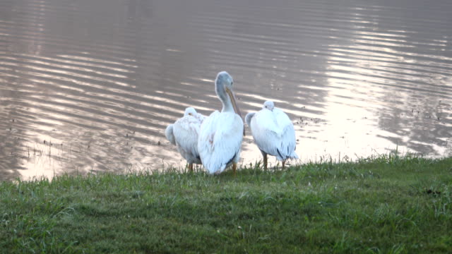 Pelicans-resting-during-southern-migration-for-winter.