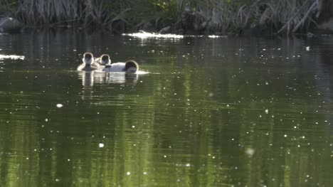 hinterleuchtete-gemeinsame-Goldeneye-Entchen-auf-einem-Teich-im-Grand-Teton-park