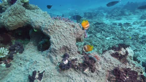 pair-of-blacklip-butterflyfish-at-rainbow-reef-in-fiji