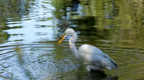 Great-Egret-Catches-Fish