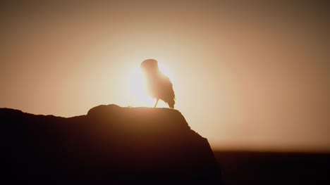 Burrow-Owl-Silhouette