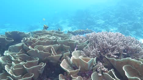 ein-Taucher-schwimmt-über-gelben-Blättern-Korallen-am-Rainbow-Reef-in-Fidschi
