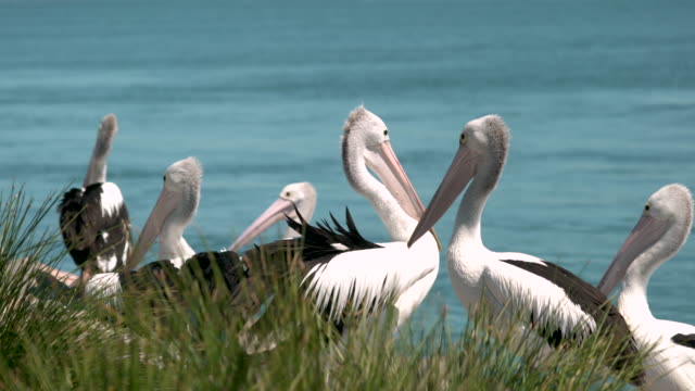 Pelikane,-die-Interaktion-mit-einander-Medium-erschossen