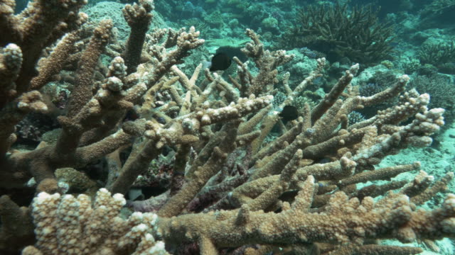 Nahaufnahme-von-Acropora-Korallen-und-Riffbarsche-am-Rainbow-Reef-in-Fidschi