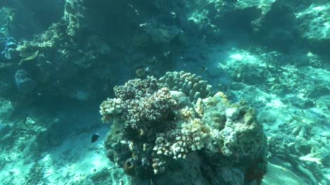 Tauchen-Unterwasser-Schuss-Finger-Koralle-am-Rainbow-Reef-in-Fidschi