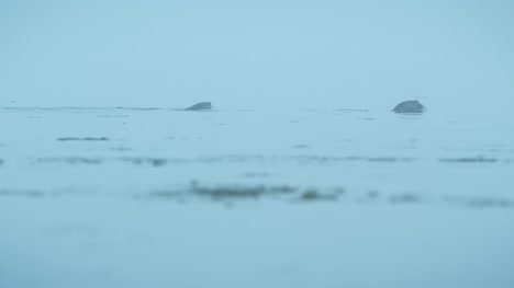 Washington-mar-Otter-natación-familiar-en-agua-niebla