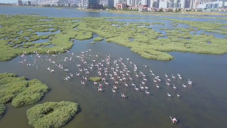Izmir-Bahía,-flamingo,-drone,-mar