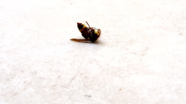 Dead-Bee-and-Ant-walking-around.
