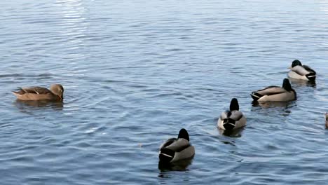 Ducks-swim-on-the-lake