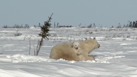 Eisbär-Mutter-mit-jungen-am-denning-Standort