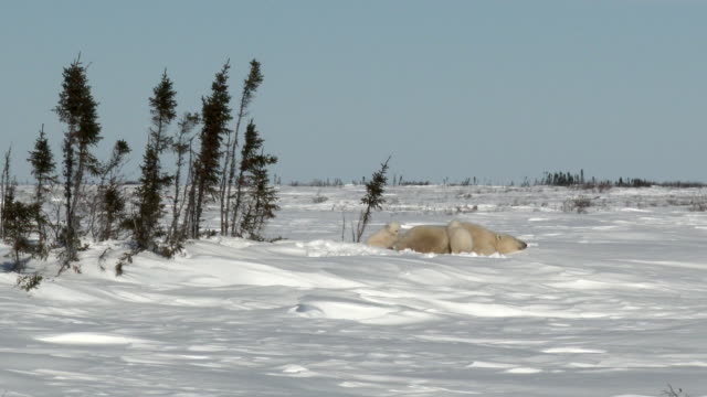 Eisbär-Mutter-mit-jungen-am-denning-Standort