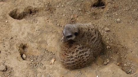 Two-meerkats-on-sandy-ground