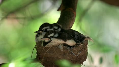 tres-bebés-de-alondra-Urraca-australiana-para-dormir-en-un-nido