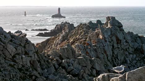 Point-du-Raz-in-der-Bretagne,-Frankreich.-Windiger-Tag-mit-Möwe-auf-Felsen-stehen-und-beobachten-die-Wellen-im-Oktober-2018.
