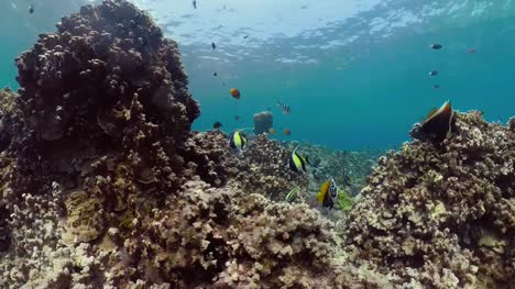 Coral-reef-and-tropical-fish