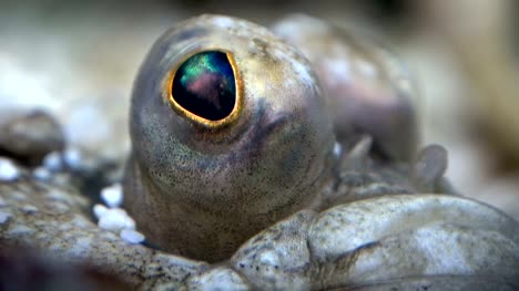 Eye-of-plaice,-flatfish,-sea-fish,-close-up