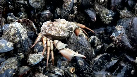 Exuvie-of-green-crab,-Carcinus-maenas,-shell-bank,-Wadden-Sea,-North-Sea