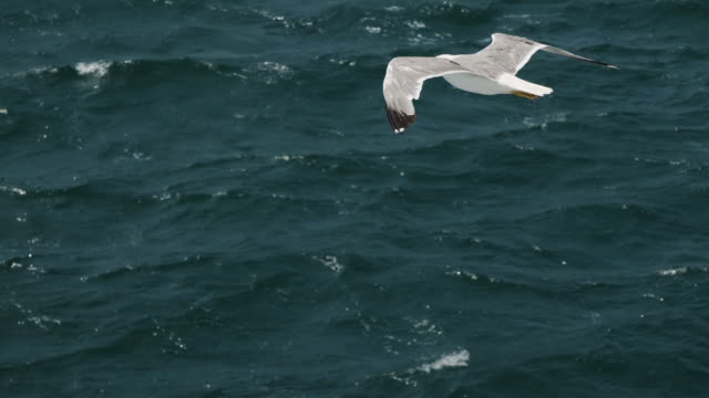 Las-gaviotas-vuelan-en-el-cielo-sobre-el-mar-desde-un-barco-en-Italia.