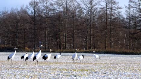 Japanese-Cranes,-Hokkaido,-Japan