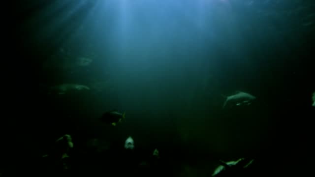 Fische-im-großen-Aquarium-4-K-Auflösung