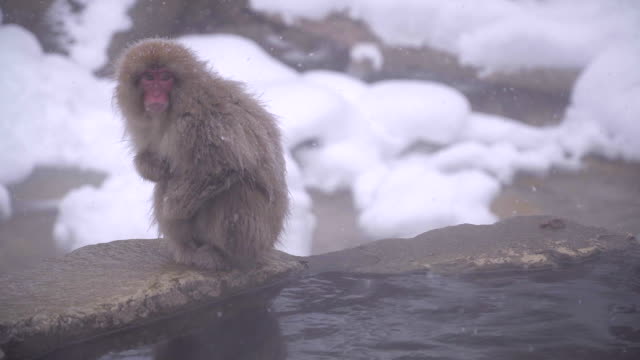 Japanese-macaque-or-snow-Japanese-monkey-with-onsen-at-snow-monkey-park-or-Jigokudani-Yaen-Koen-in-Nagano,-Japan-during-the-winter-season