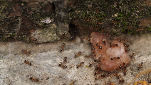 Group-of-ants-carrying-food-,-4k