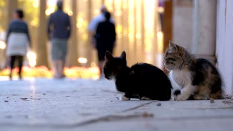 Dos-gatitos-sin-hogar-están-sentados-en-la-acera,-paso-de-gente-por-ellos.-Cámara-lenta