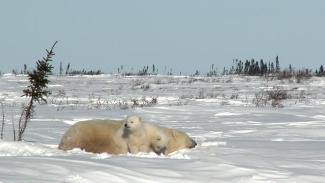 Eisbären-Weibchen-mit-jungen-in-tundra