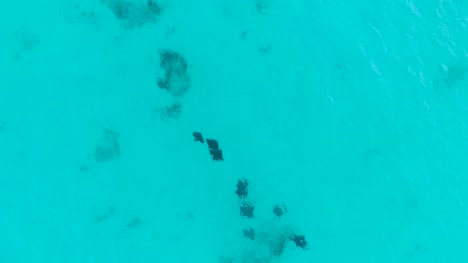 Aerial-view-of-Manta-rays-group-swimming-near-Praslin-island-of-Seychelles