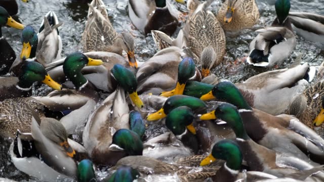 A-fun-slow-motion-video-of-a-flock-of-mallard-ducks-crowded-together-on-a-pond-chasing-after-corn-fed-by-tossing-into-the-water-as-they-splash-and-fight-to-get-each-piece-of-food.