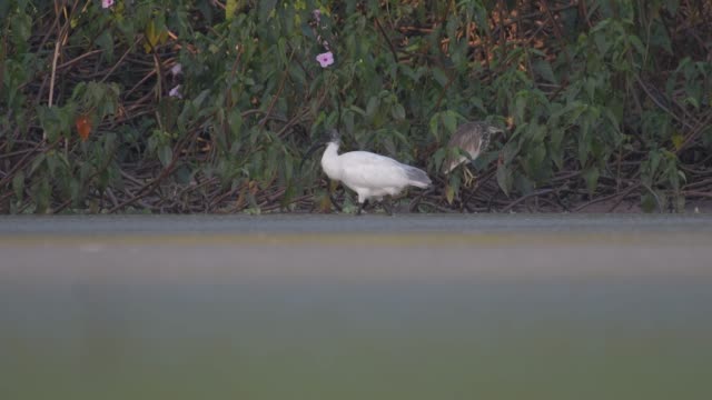 Schwarze-Spitze-ibis
