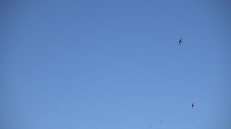 Grupo-de-aves-golondrinas-volando-en-el-cielo-azul,-la-bandada-de-pájaros