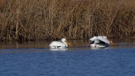 Pelicans-in-water
