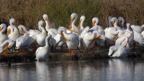 Pelikane-im-Wasser
