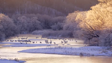 Grullas-japonesas,-Hokkaido,-Japón