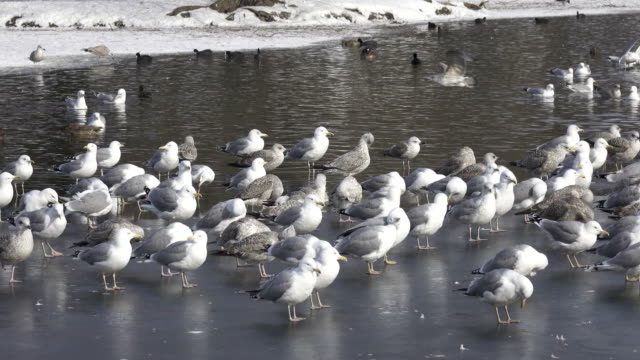 große-schwarz-unterstützte-Möve-(Larus-Marinus),-Europäische-Silbermöwe-(Larus-Argentatus)-und-Enten-auf-dem-Eis-und-im-Wasser-des-Sees-im-Wintertag