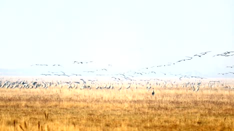 Crane-migration-in-the-Hortobagy,-Hungary