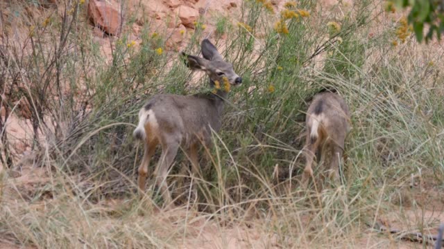 Young-mule-deer-couple-eating-at-Zion-National-Park,-Utah,-USA