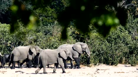 Fauna-de-safari-de-elefante-africano,-Bwabwata-Namibia,-África