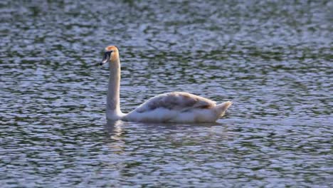 Single-Mute-Swan-bird-on-a-pond-water-surface