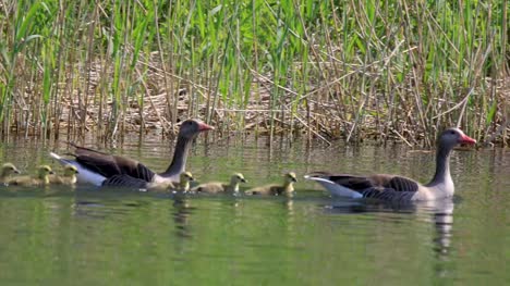 Familia-de-pájaros-de-Ánsar-de-Taiga-en-la-superficie-del-agua-del-estanque