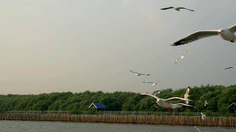 Seagulls-flying-over-the-sea