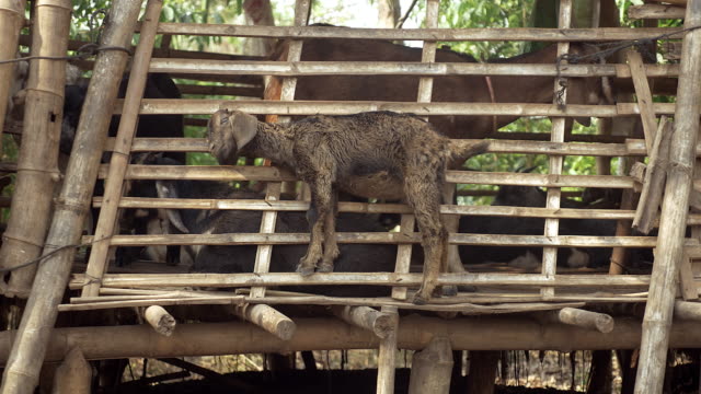 Goat-kid-Kratzer-seinen-Kopf-mit-flachen-Bambus-sticks