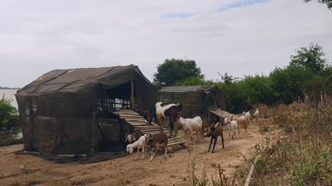 Herd-of-goats-outside-their-shed-next-to-the-riverside
